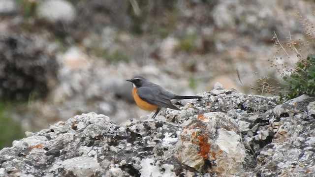 iranie bělohrdlá - ML620374741