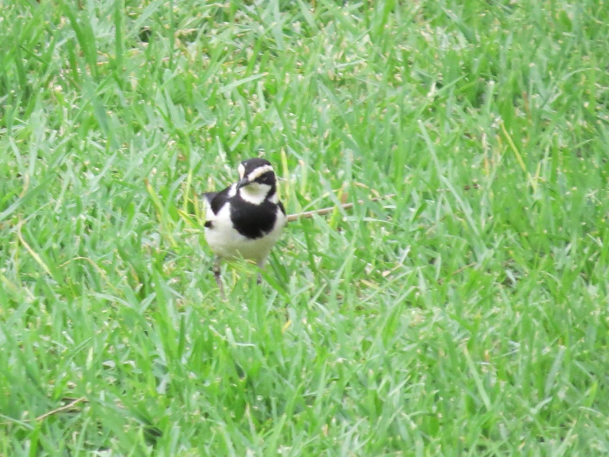 African Pied Wagtail - ML620374743