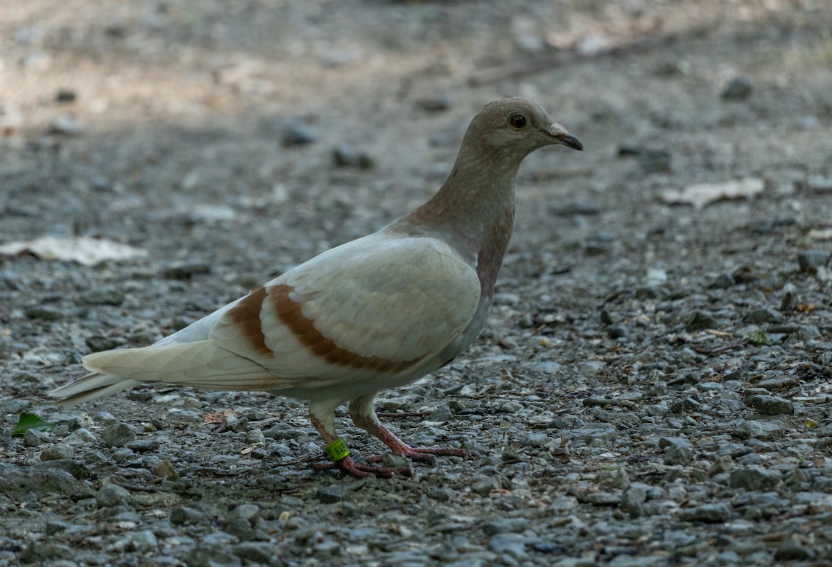 Rock Pigeon (Feral Pigeon) - ML620374744