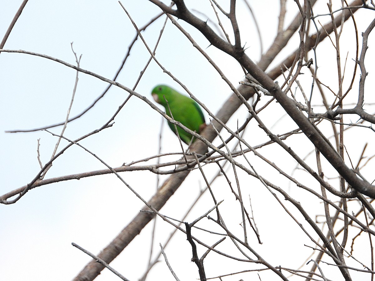 Зелёный воробьиный попугайчик - ML620374748