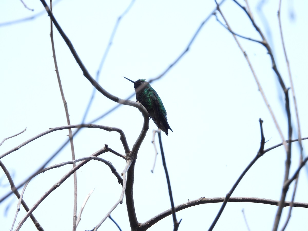 kolibřík modroocasý - ML620374750