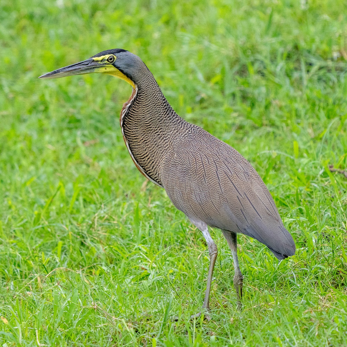 Bare-throated Tiger-Heron - ML620374764