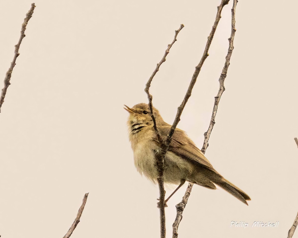 Mosquitero Común - ML620374765