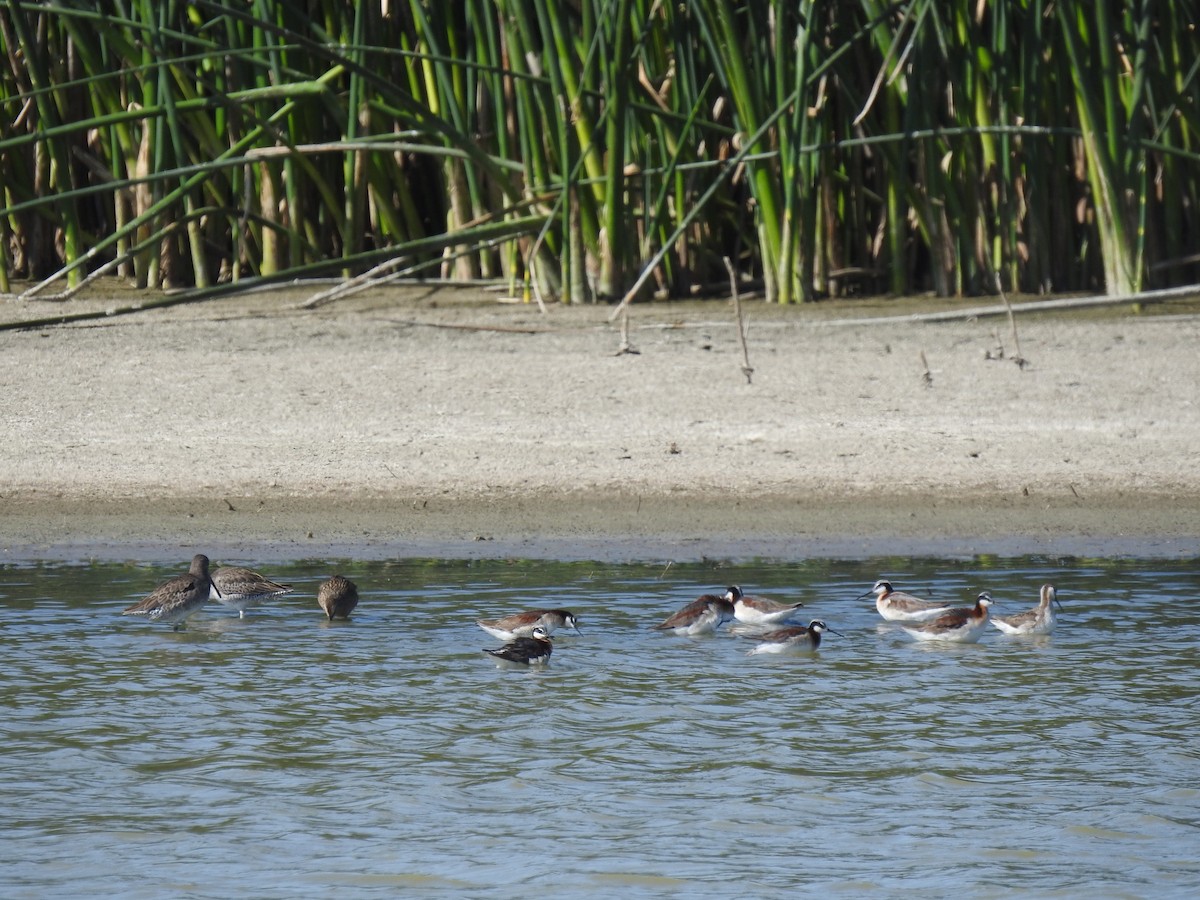 Wilson's Phalarope - ML620374775