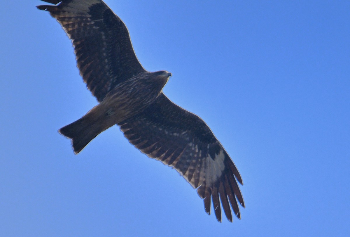 Black Kite (Black-eared) - ML620374779