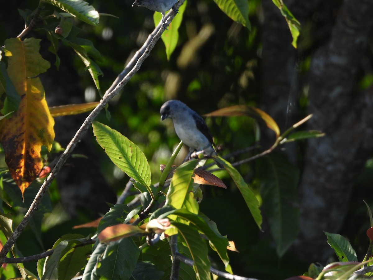 Plain-colored Tanager - ML620374802