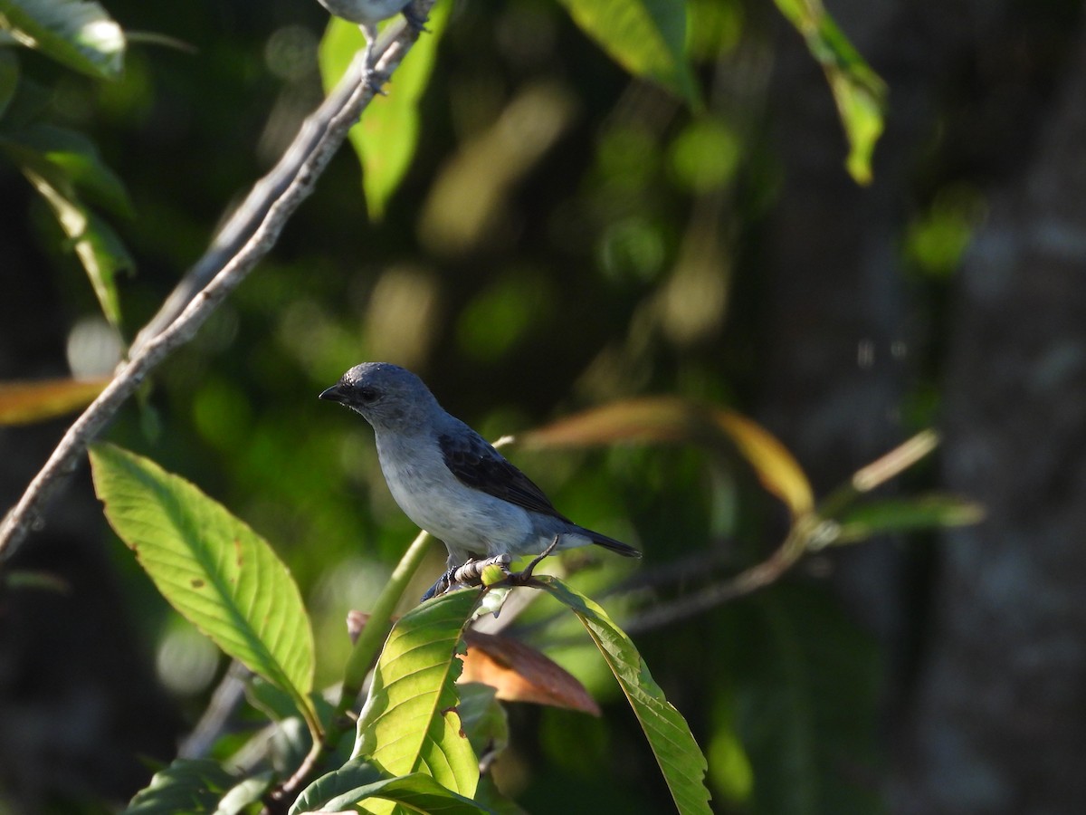 Plain-colored Tanager - ML620374803
