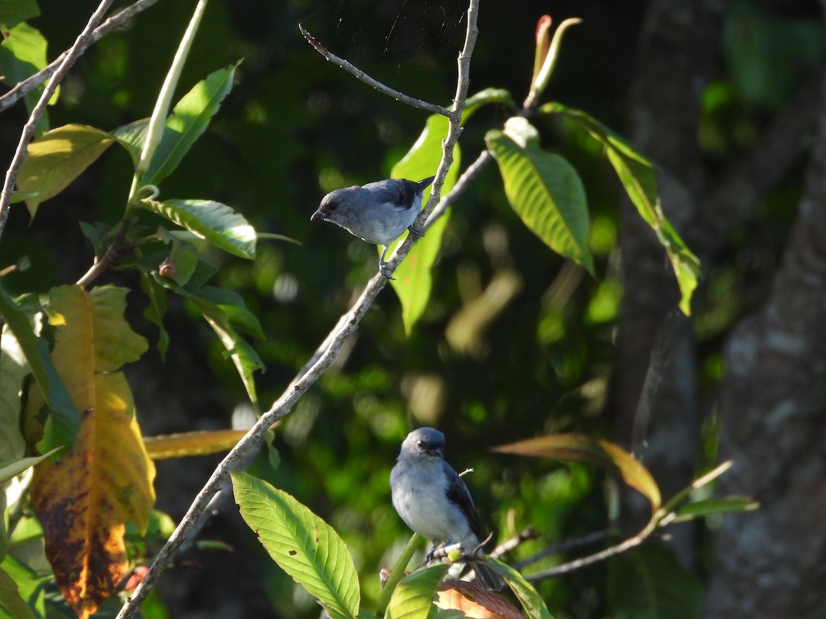 Plain-colored Tanager - ML620374806