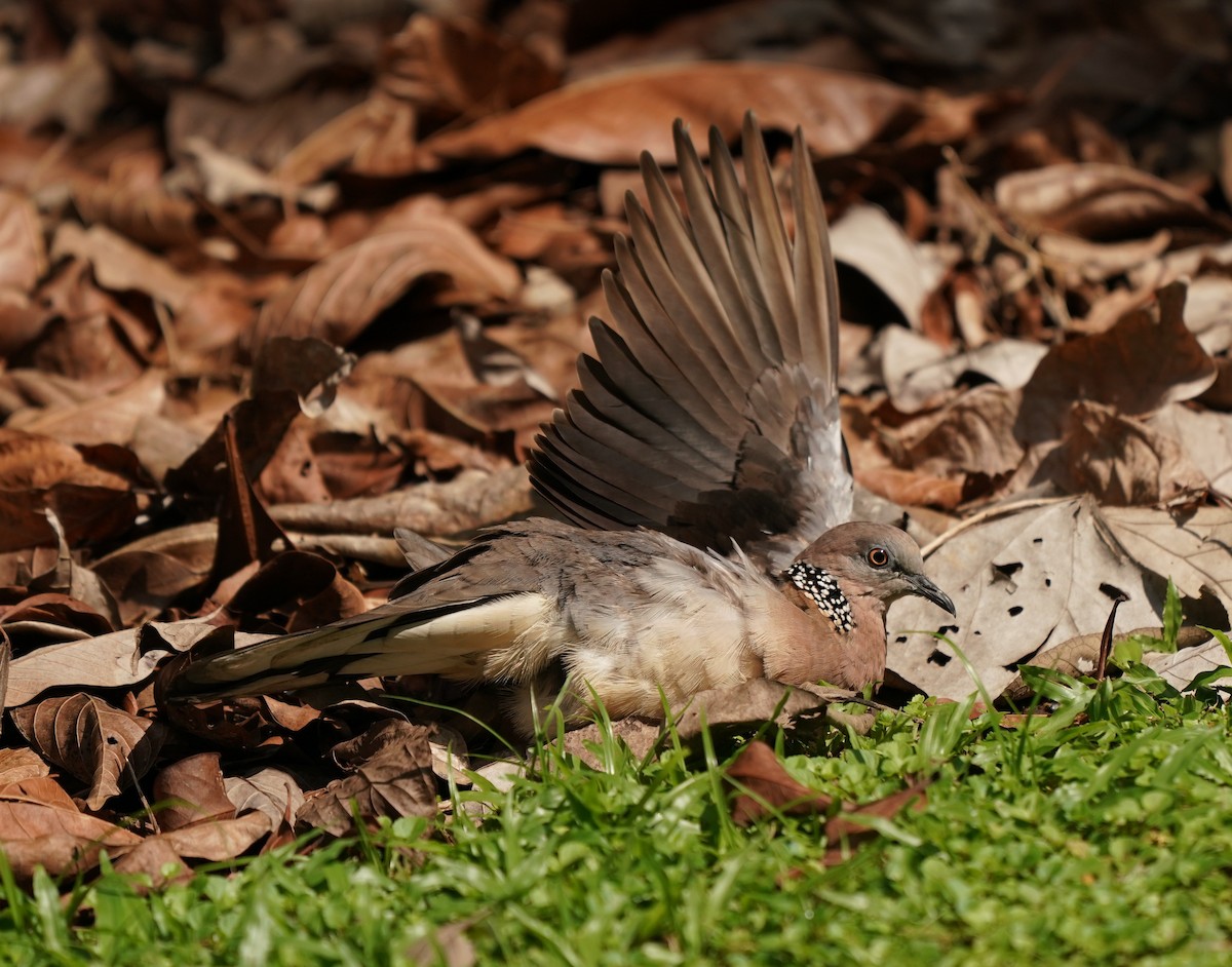 Spotted Dove - ML620374810