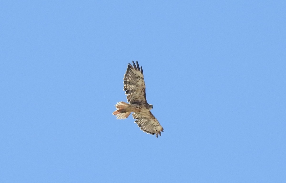 Red-tailed Hawk - ML620374812