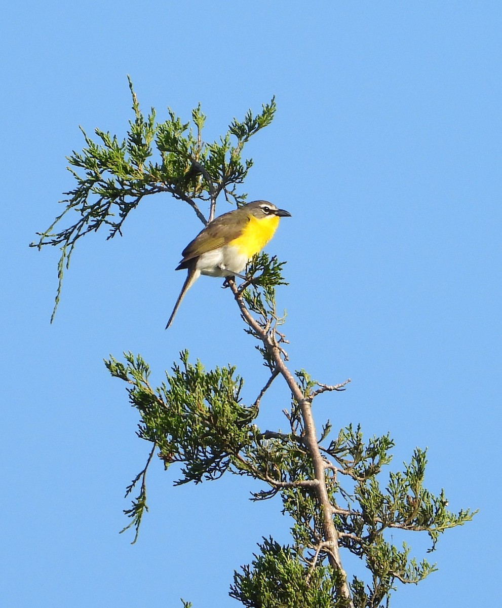 Yellow-breasted Chat - ML620374813