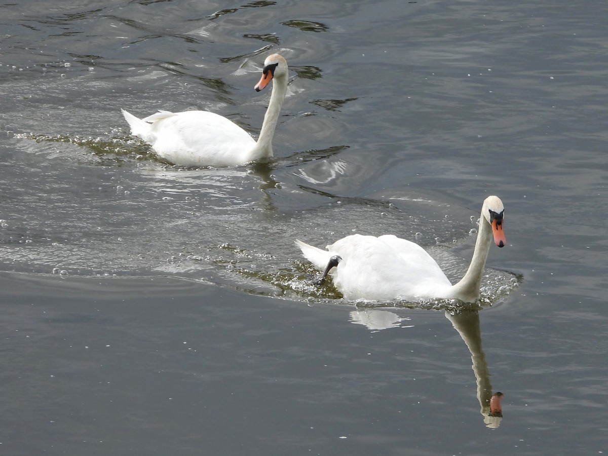 Cygne tuberculé - ML620374823