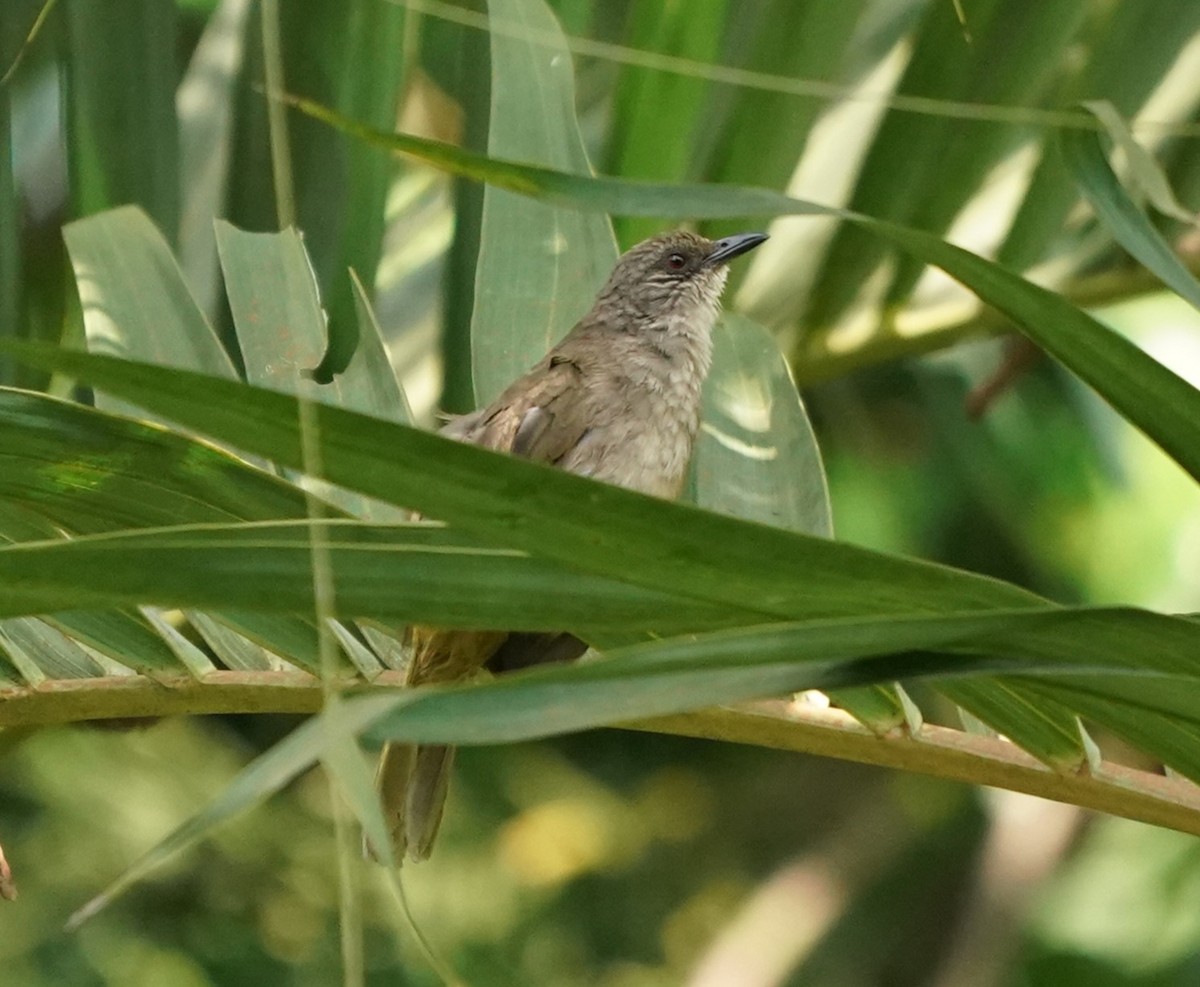 Bulbul à ailes olive - ML620374824