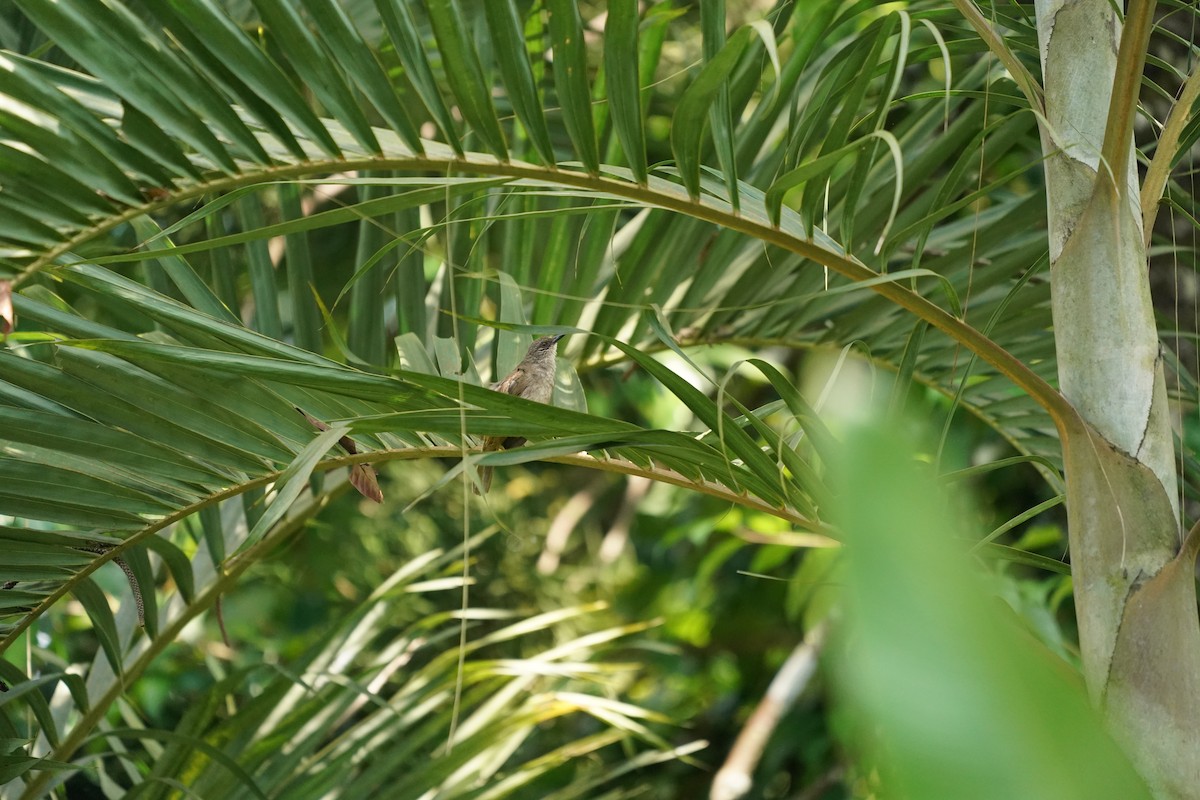 Bulbul à ailes olive - ML620374825