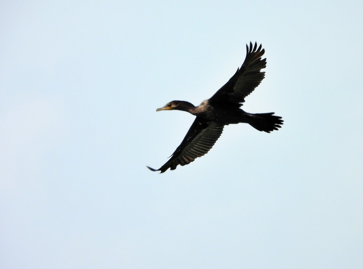 Neotropic Cormorant - ML620374826