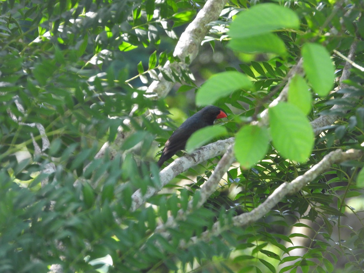 Slate-colored Grosbeak - ML620374830