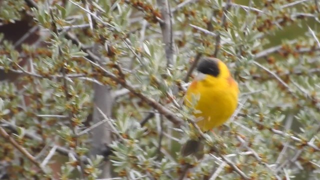 Black-headed Bunting - ML620374831