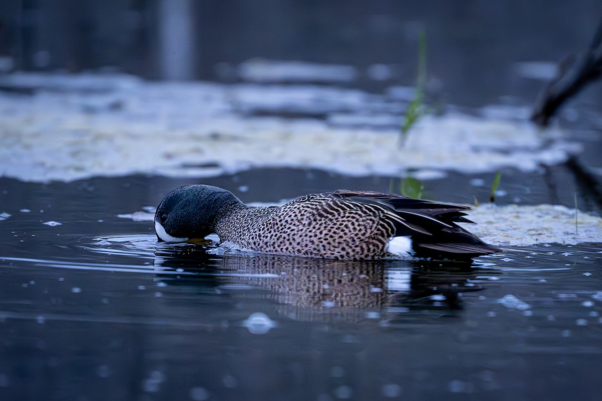 Blue-winged Teal - Kip Cotter