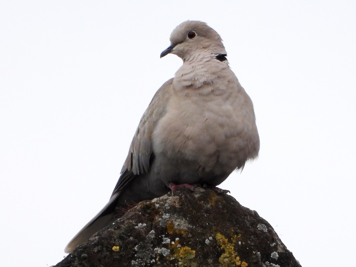 Eurasian Collared-Dove - ML620374849