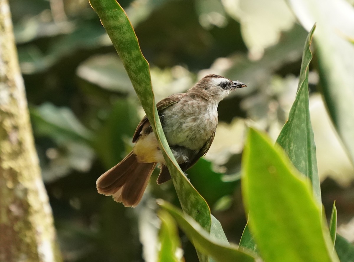 Yellow-vented Bulbul - ML620374853