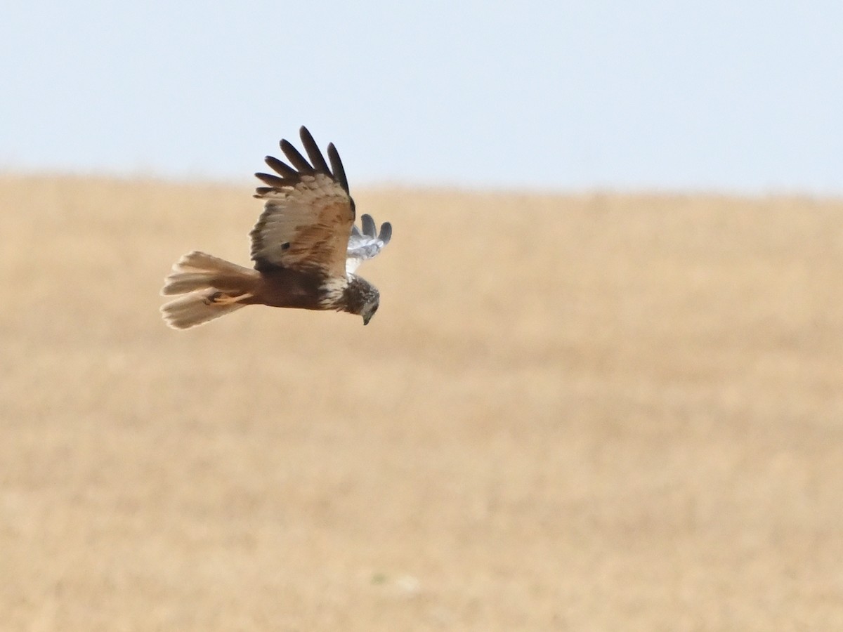 Western Marsh Harrier - ML620374856