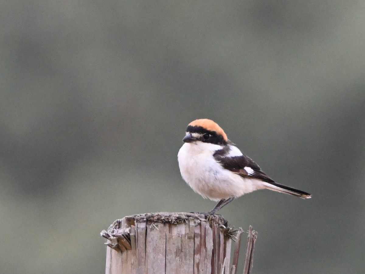 Woodchat Shrike - ML620374859