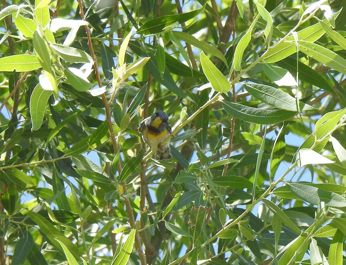 Northern Parula - Chris Dean