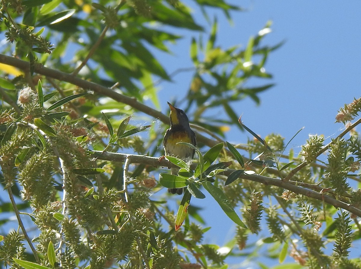 Northern Parula - ML620374864