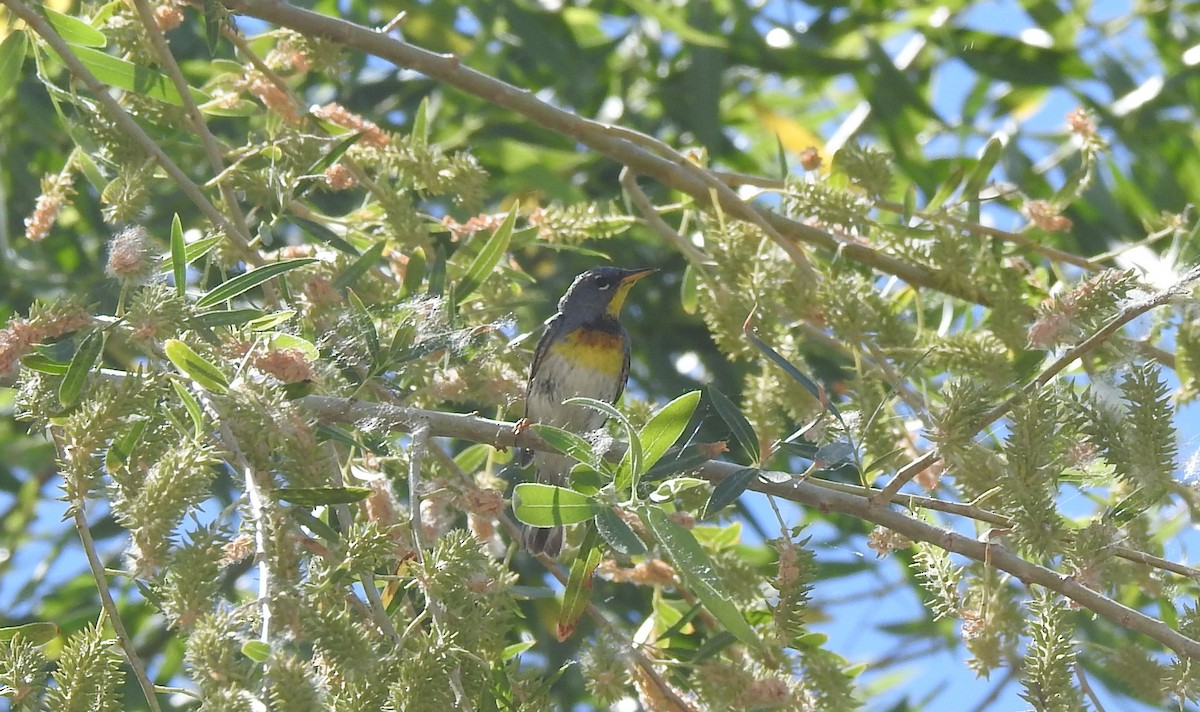 Northern Parula - ML620374872