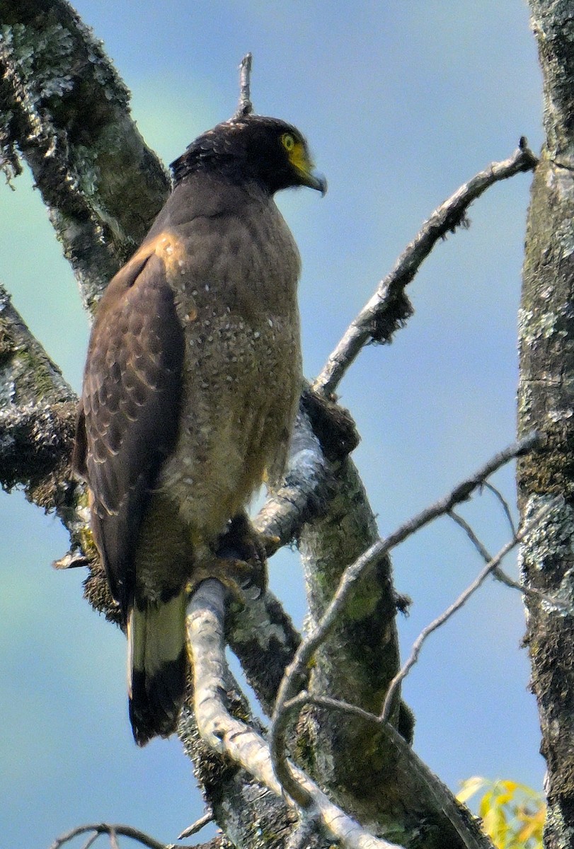 Crested Serpent-Eagle - ML620374882