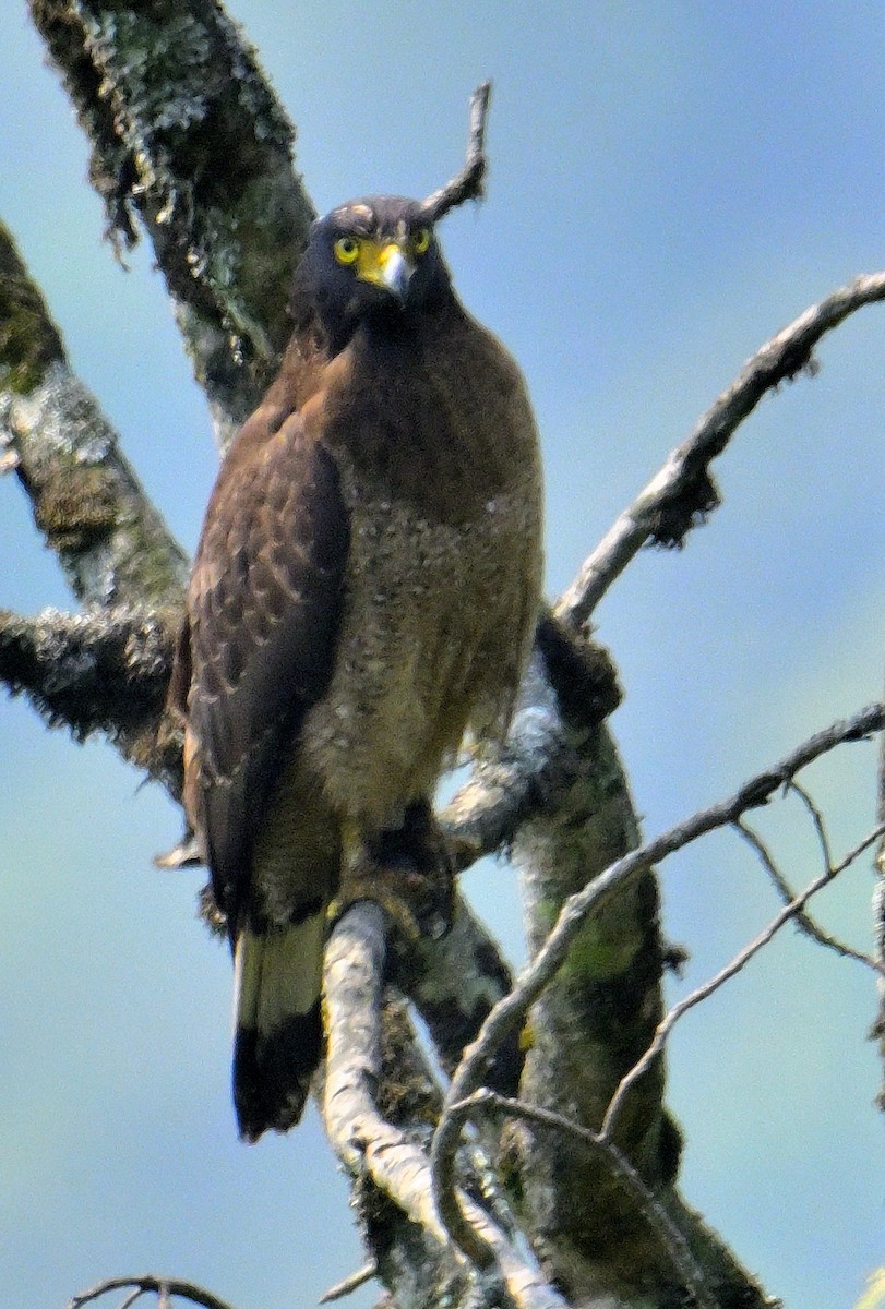 Crested Serpent-Eagle - ML620374883