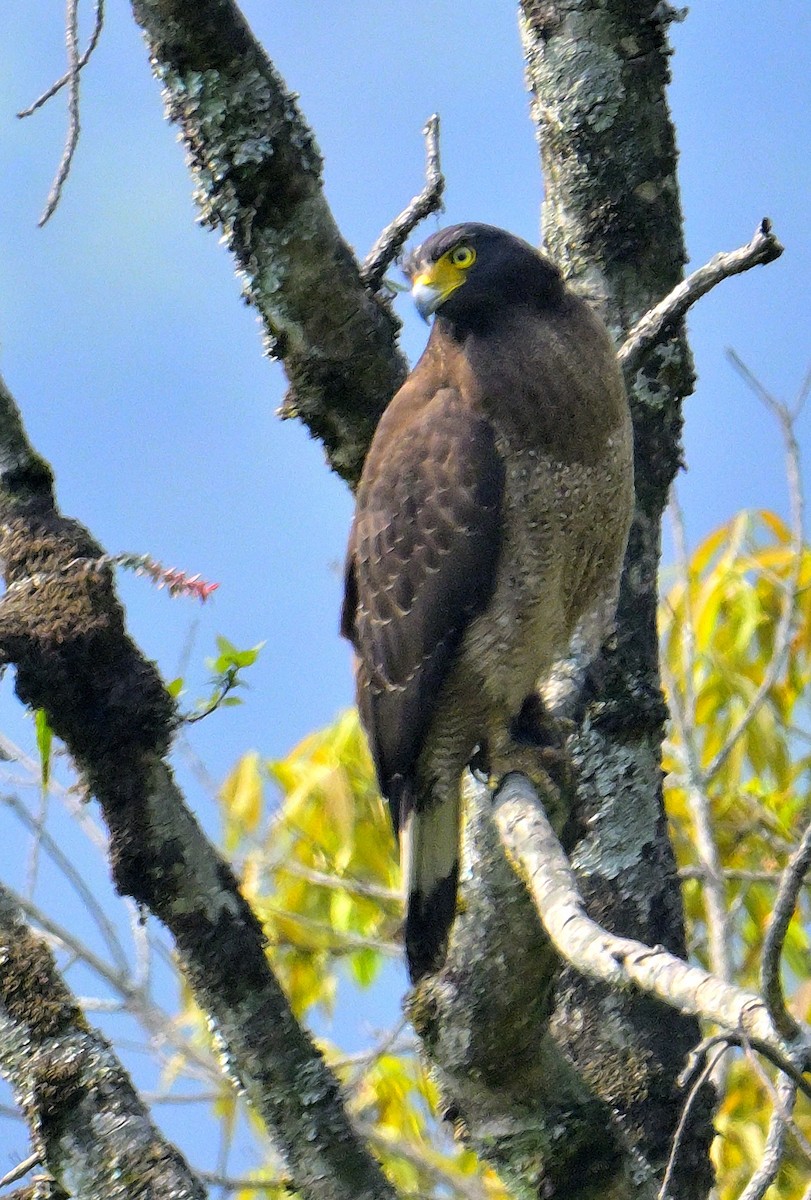 Crested Serpent-Eagle - ML620374888