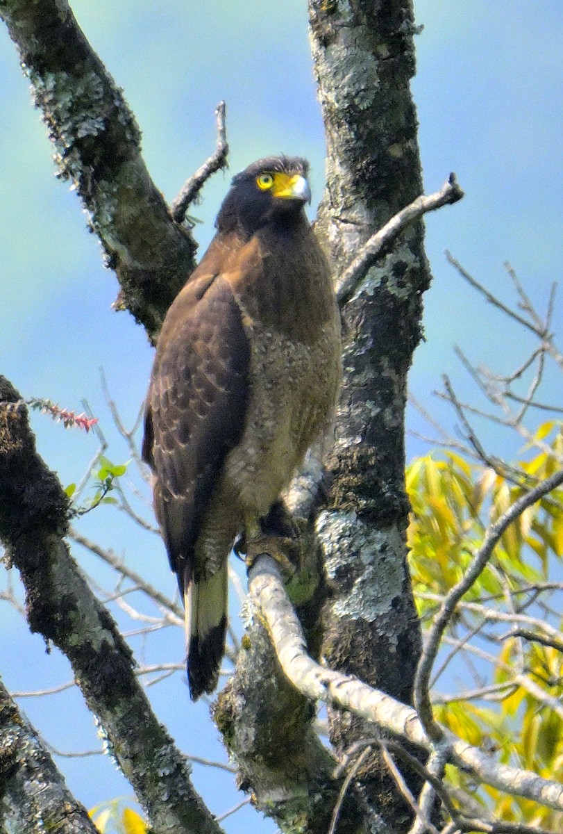 Crested Serpent-Eagle - ML620374889
