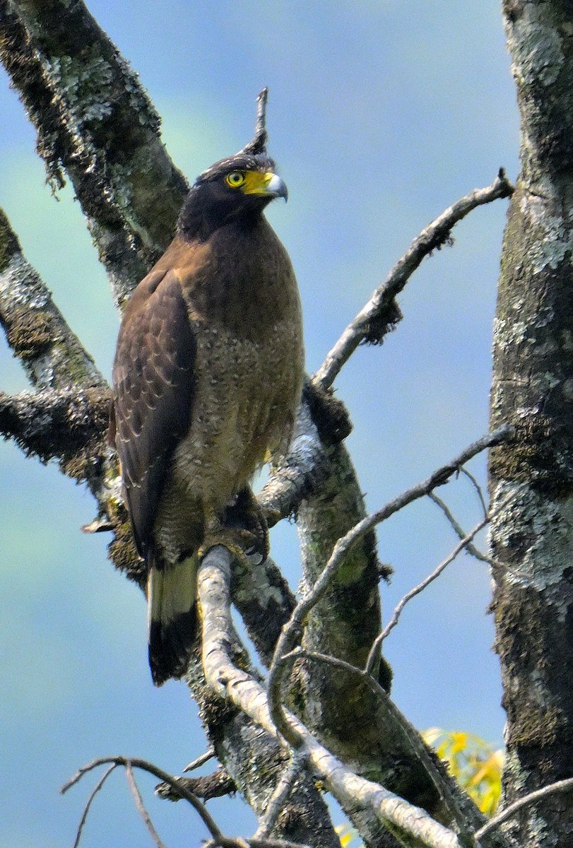 Crested Serpent-Eagle - ML620374890