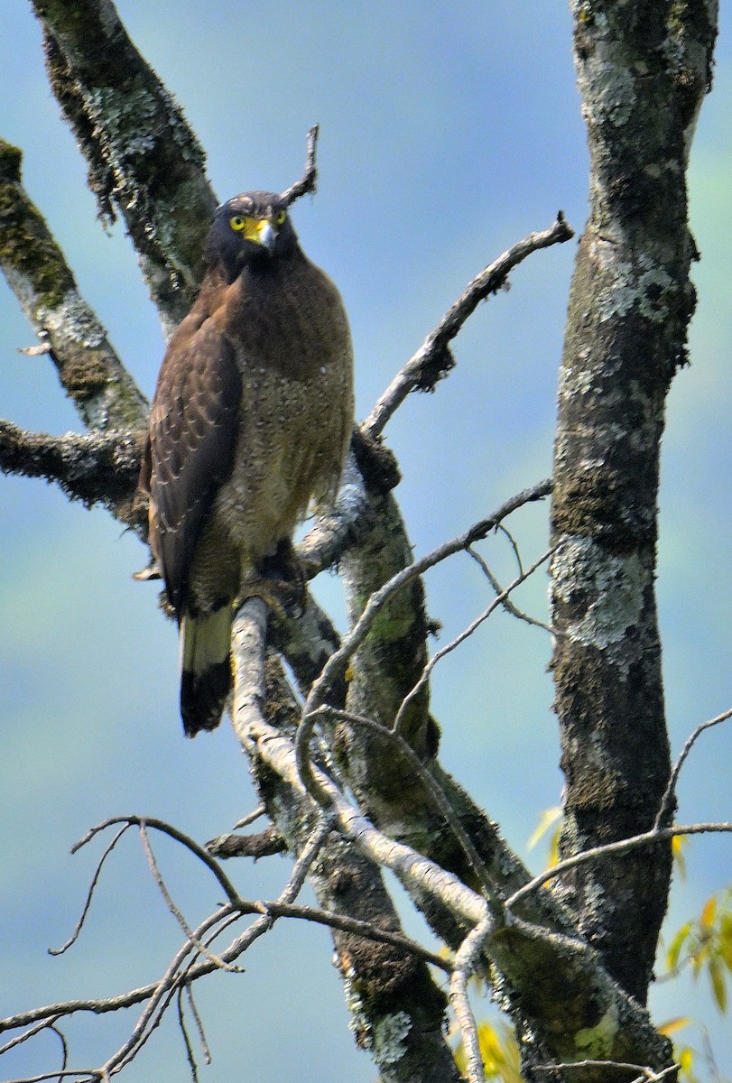 Crested Serpent-Eagle - ML620374891