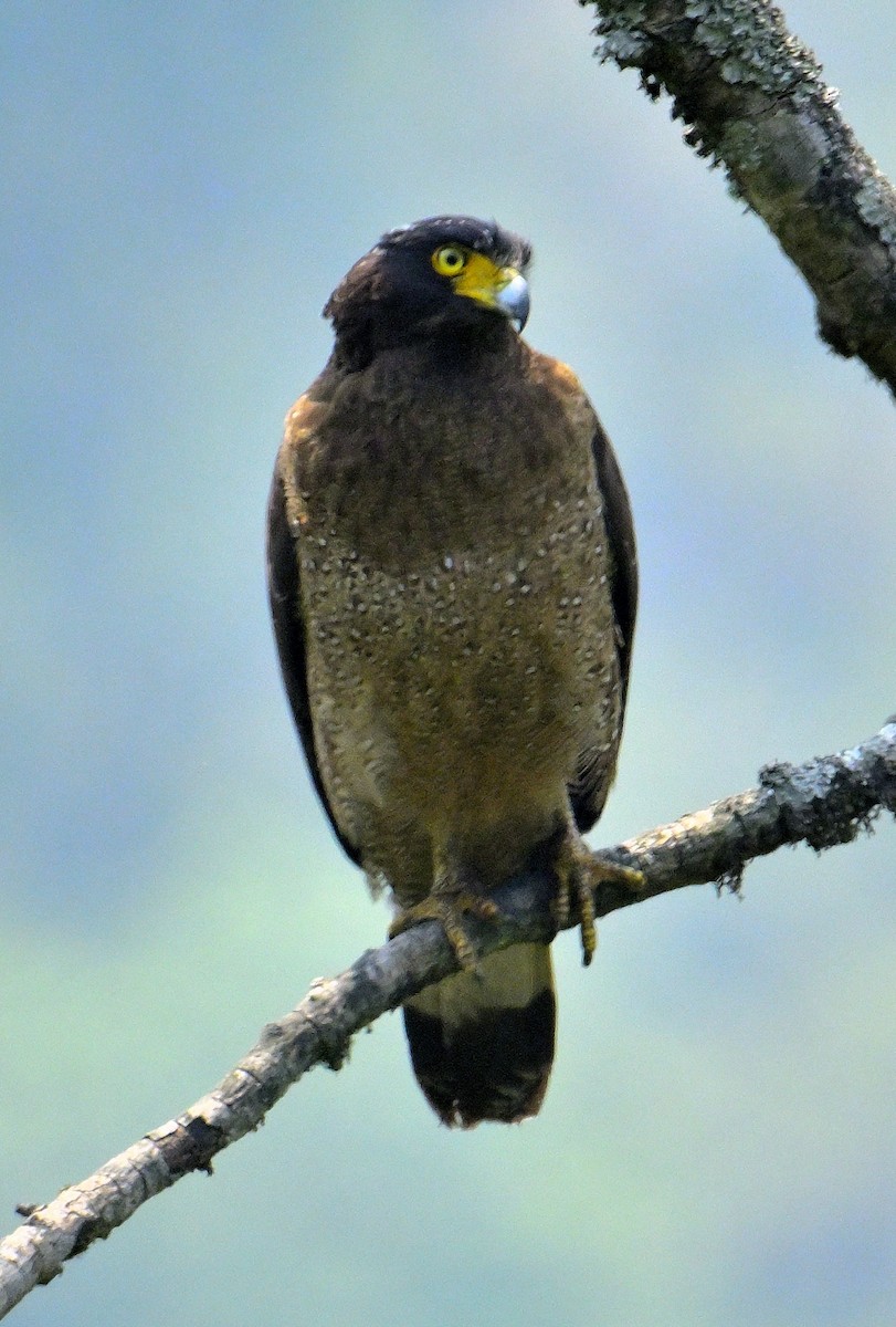 Crested Serpent-Eagle - ML620374892
