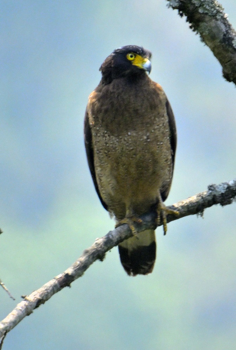 Crested Serpent-Eagle - ML620374893