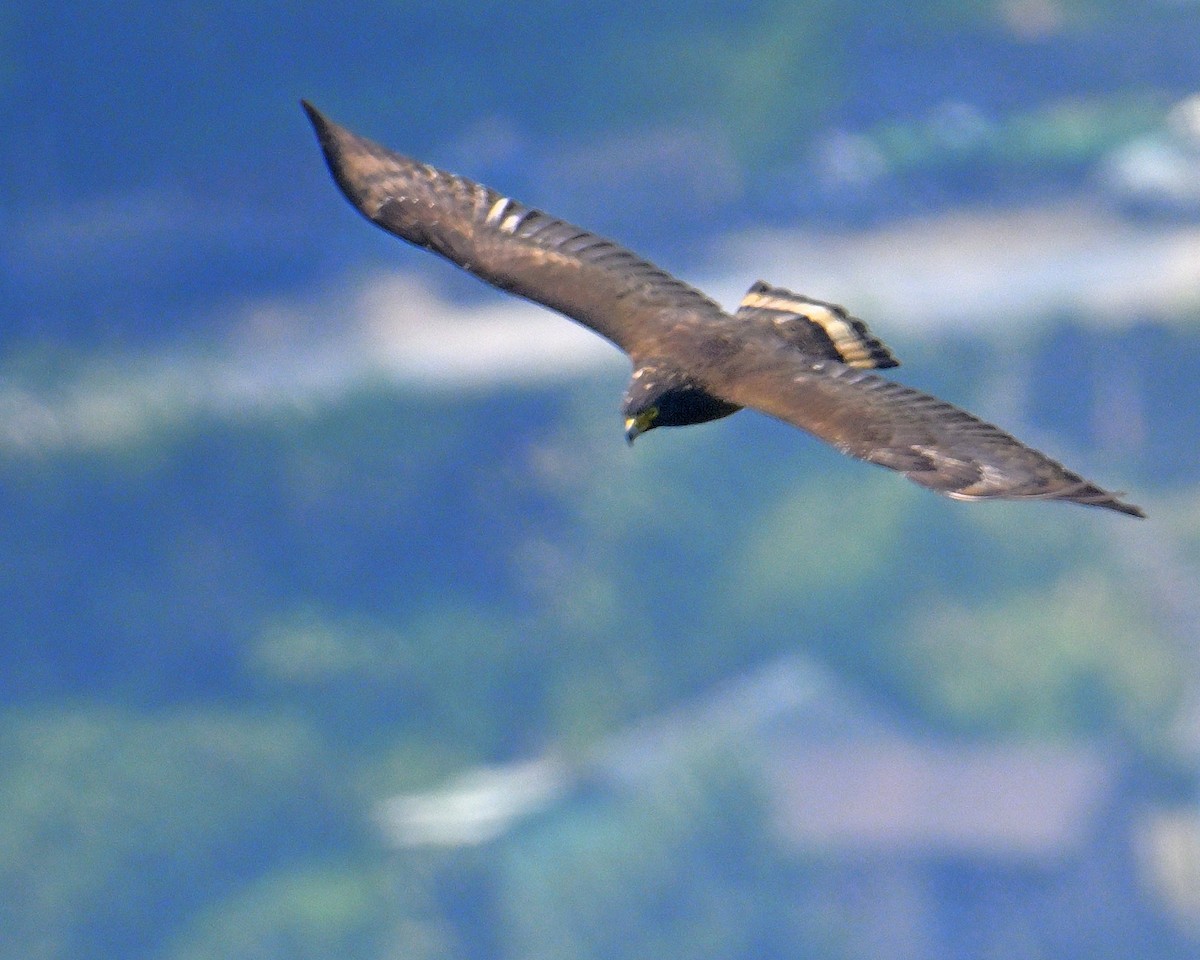 Crested Serpent-Eagle - ML620374894