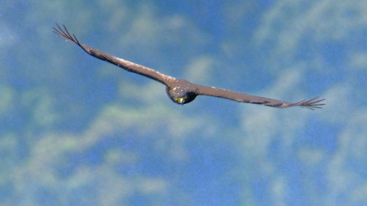 Crested Serpent-Eagle - Rajesh Gopalan
