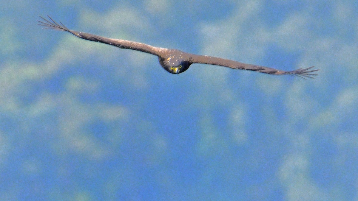 Crested Serpent-Eagle - ML620374896