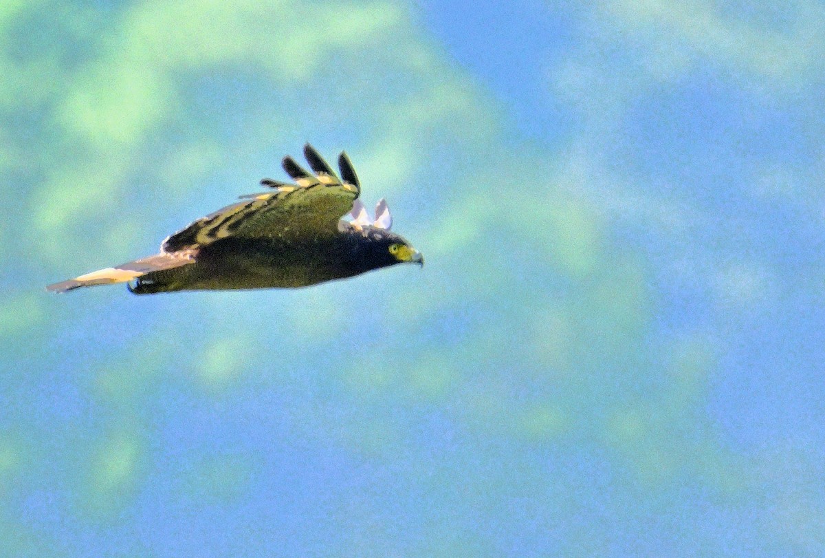 Crested Serpent-Eagle - ML620374898