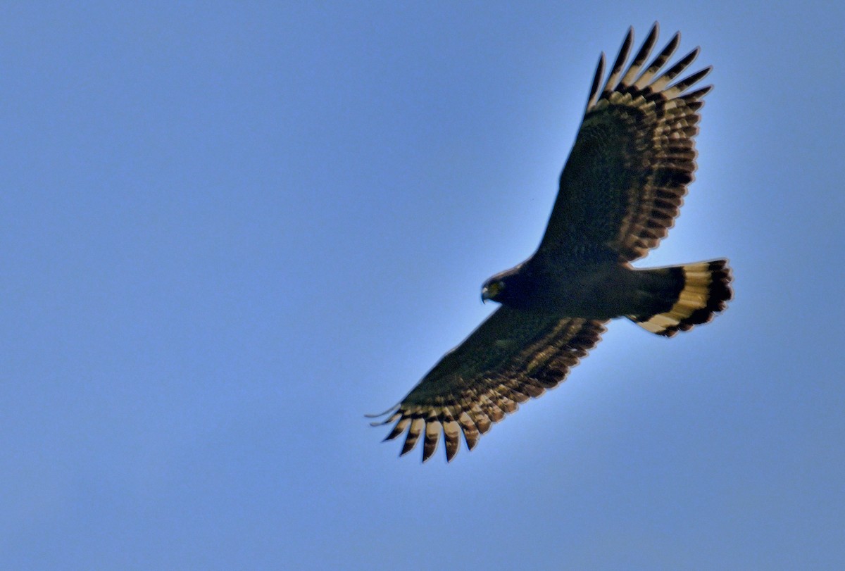 Crested Serpent-Eagle - ML620374901