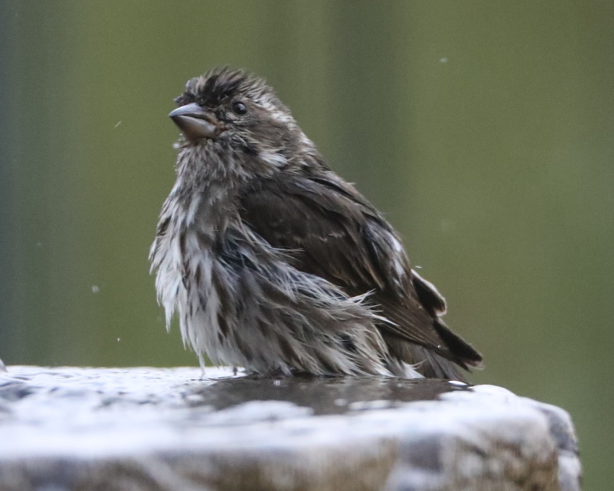 Fox Sparrow - ML620374904