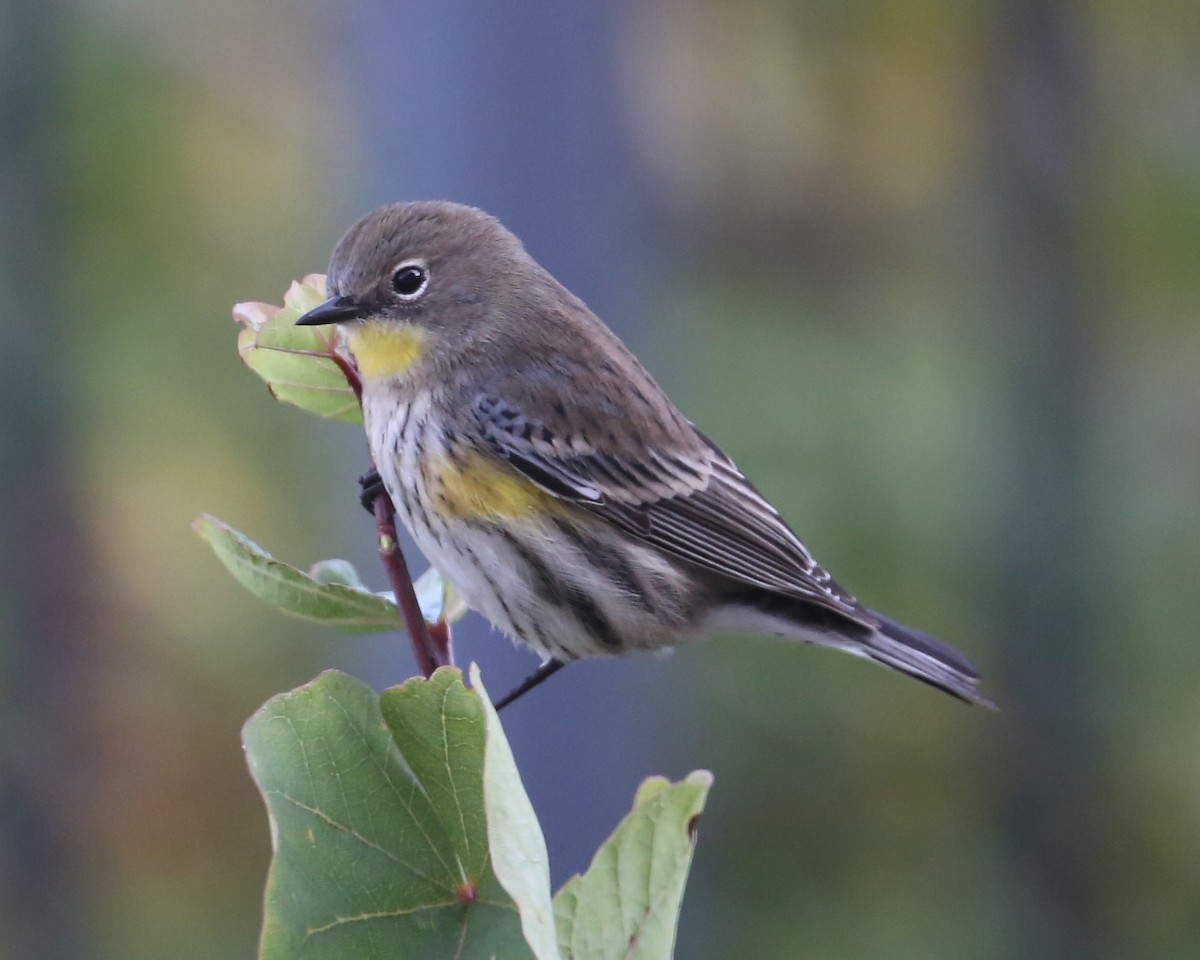 Yellow-rumped Warbler - ML620374910