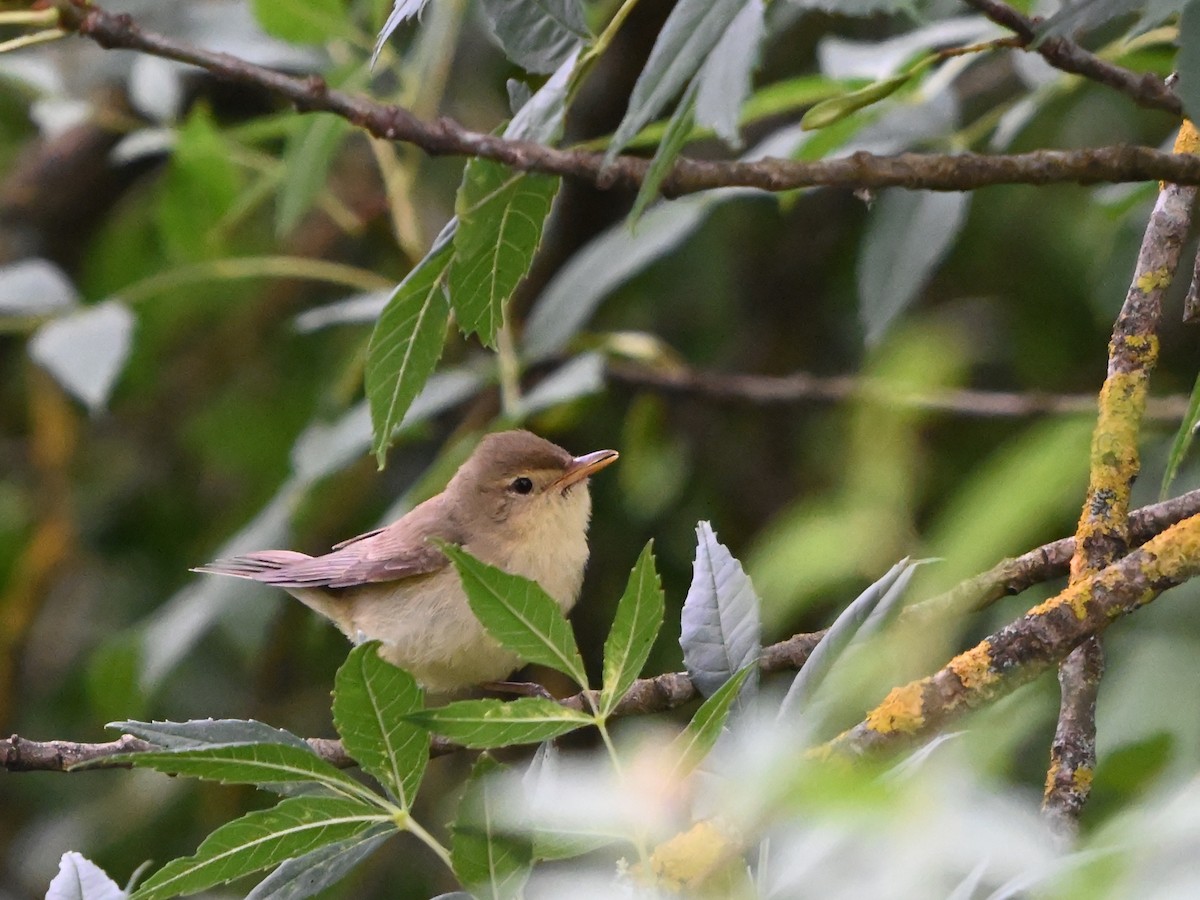 Melodious Warbler - ML620374911