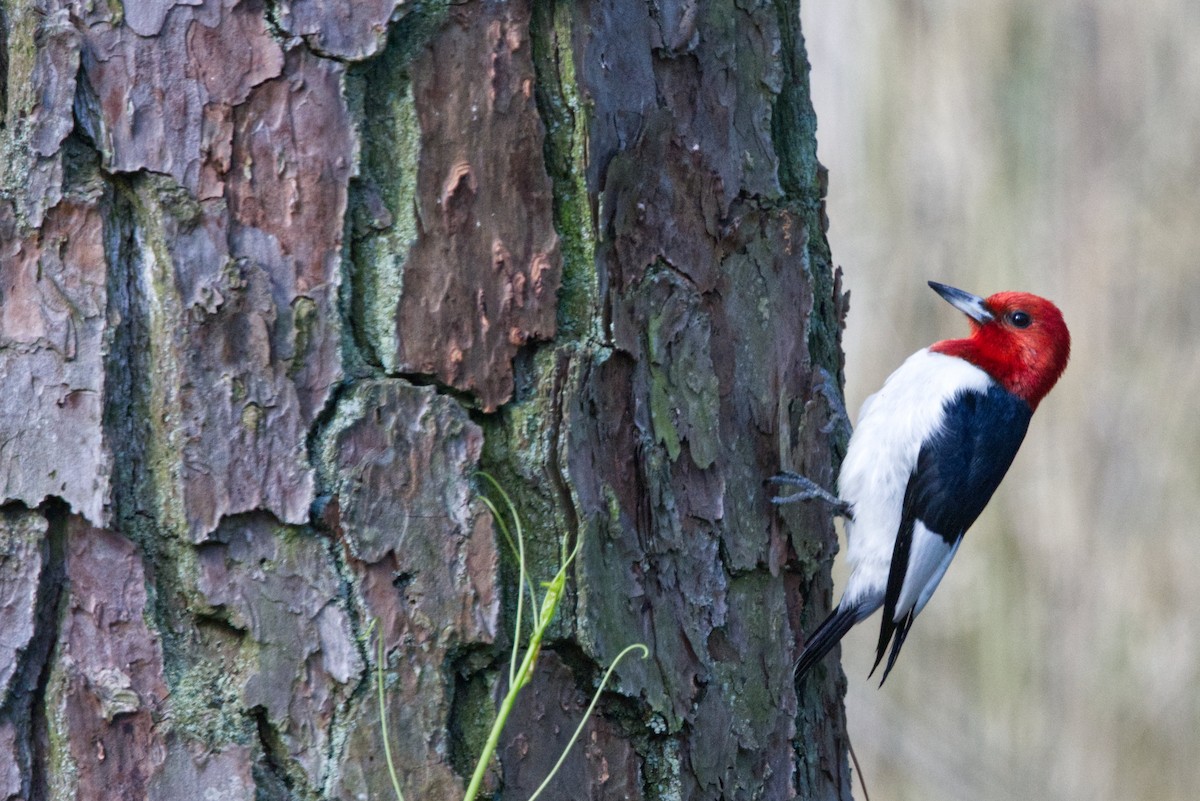 Red-headed Woodpecker - ML620374917