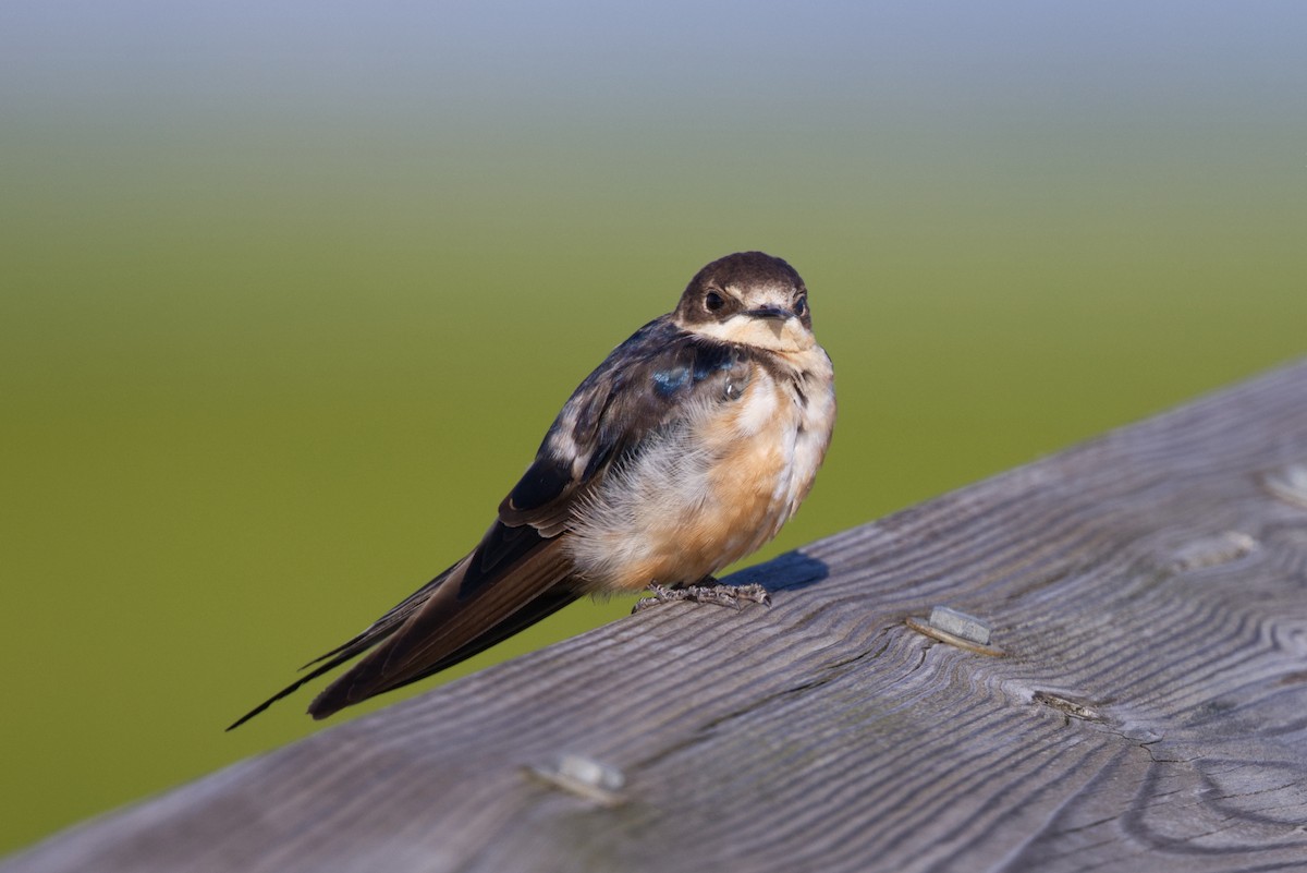 Barn Swallow - ML620374927