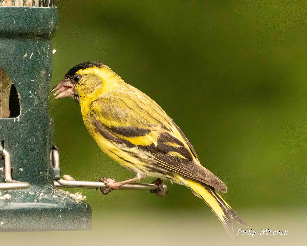 Eurasian Siskin - ML620374928