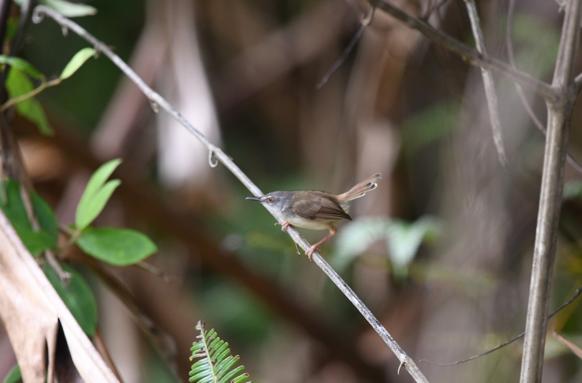 brunryggprinia - ML620374932