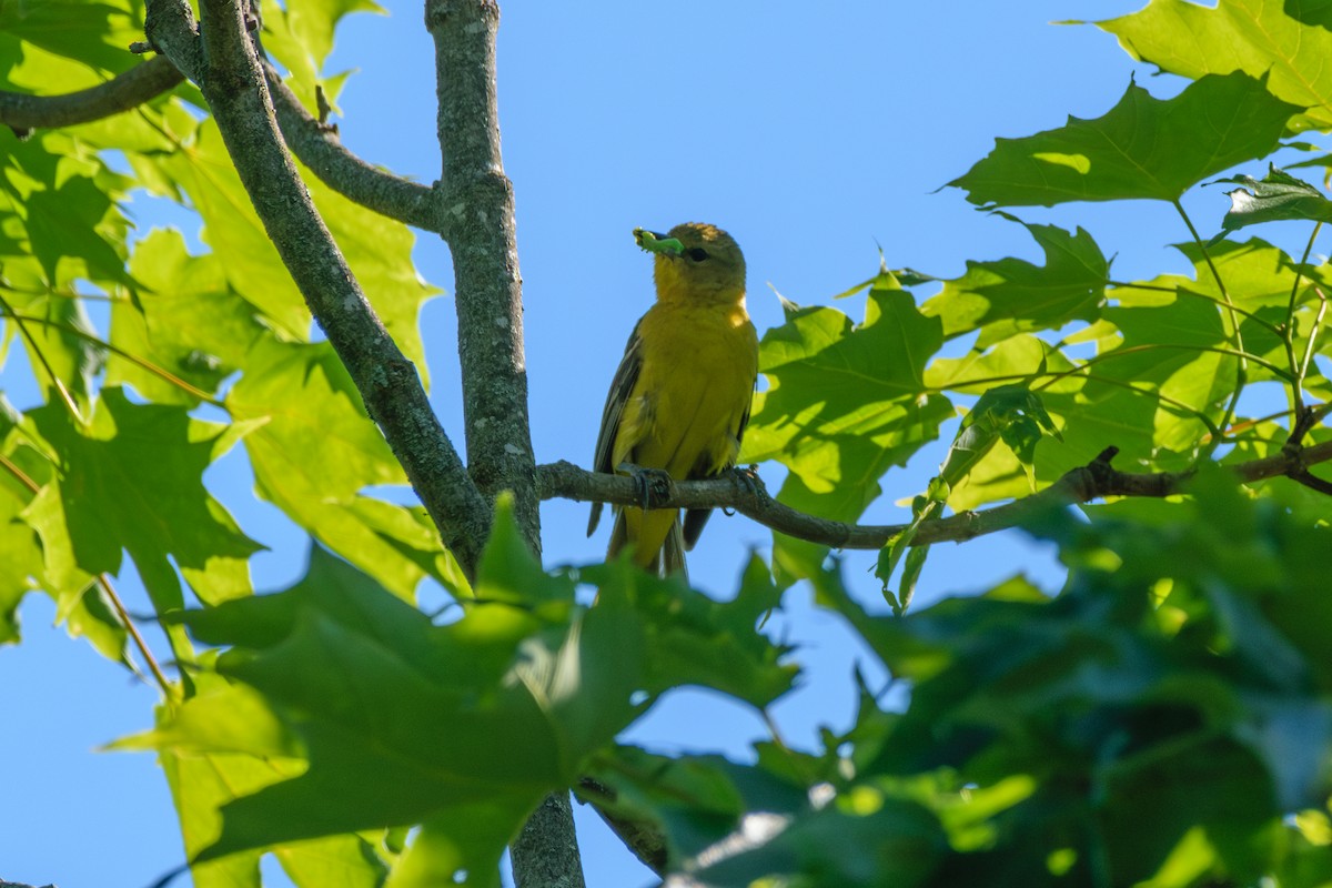 Orchard Oriole - ML620374933